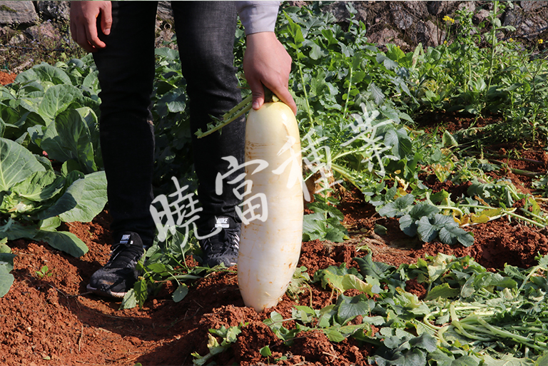 1585789509241898.jpg 06.jpg