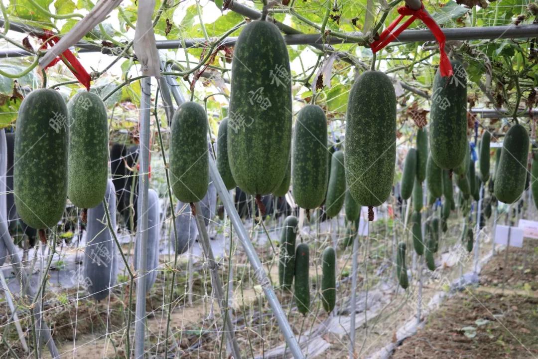 1585992703188088.jpg 06.jpg